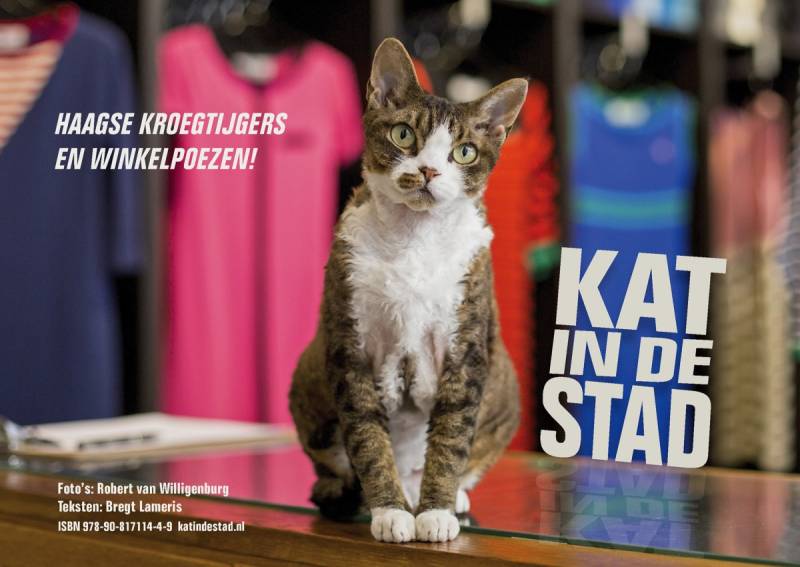 Kat in de Stad Den Haag