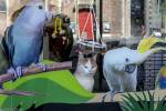Thumbnail 5 of 6 for Kat in de Stad Den Haag