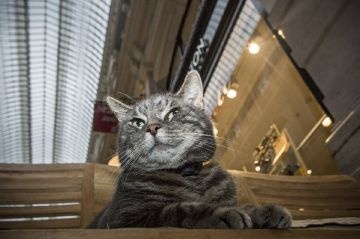 Pubcats!-55
